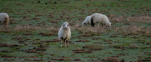 Nepalese Cashmere vs. Mongolian Cashmere: What’s the Difference?